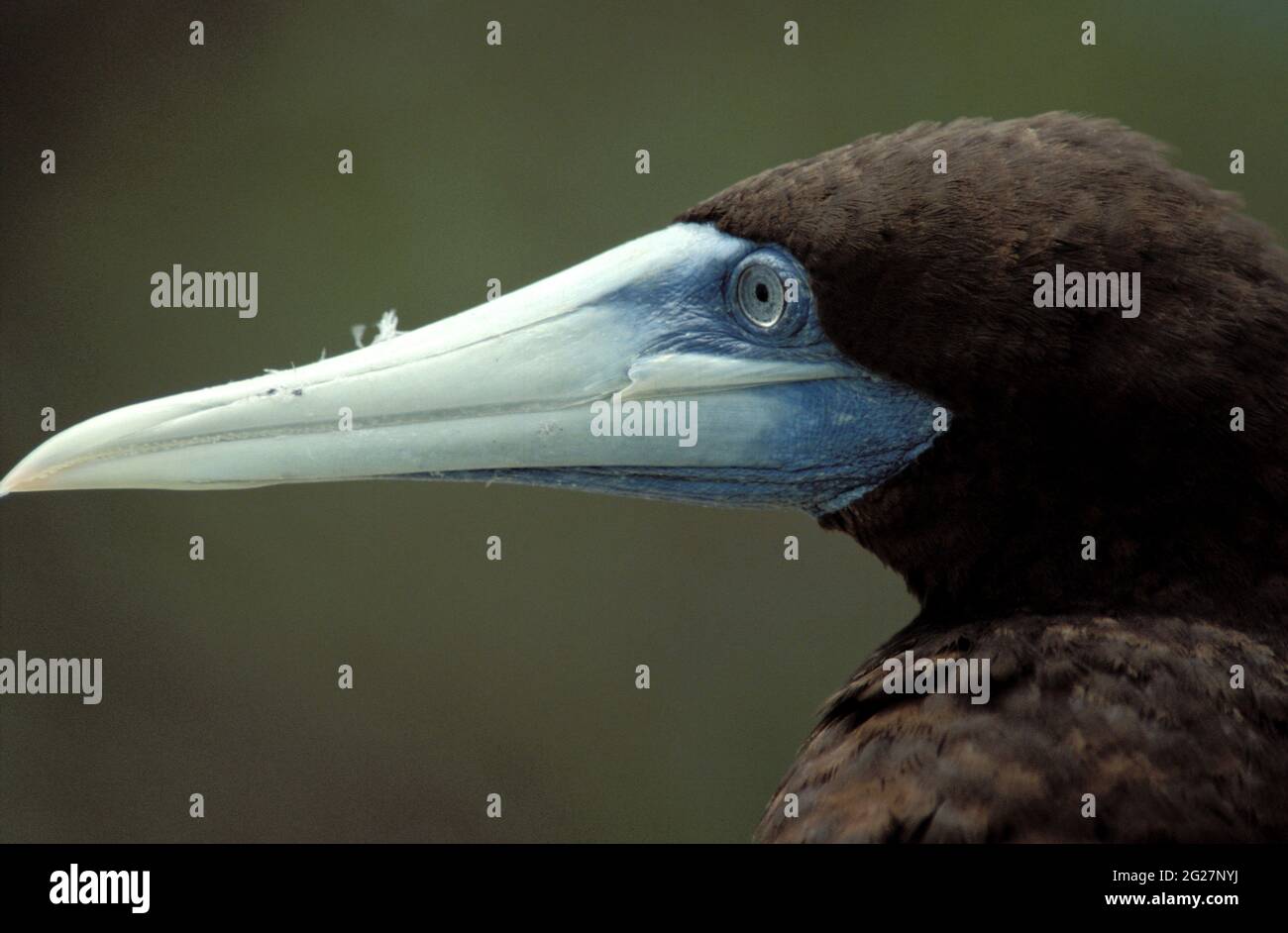 POLYNÉSIE FRANÇAISE. ÎLES DE LA SOCIÉTÉ. ATOLL TETIARUA. GROS PLAN D'UN GANNET Banque D'Images