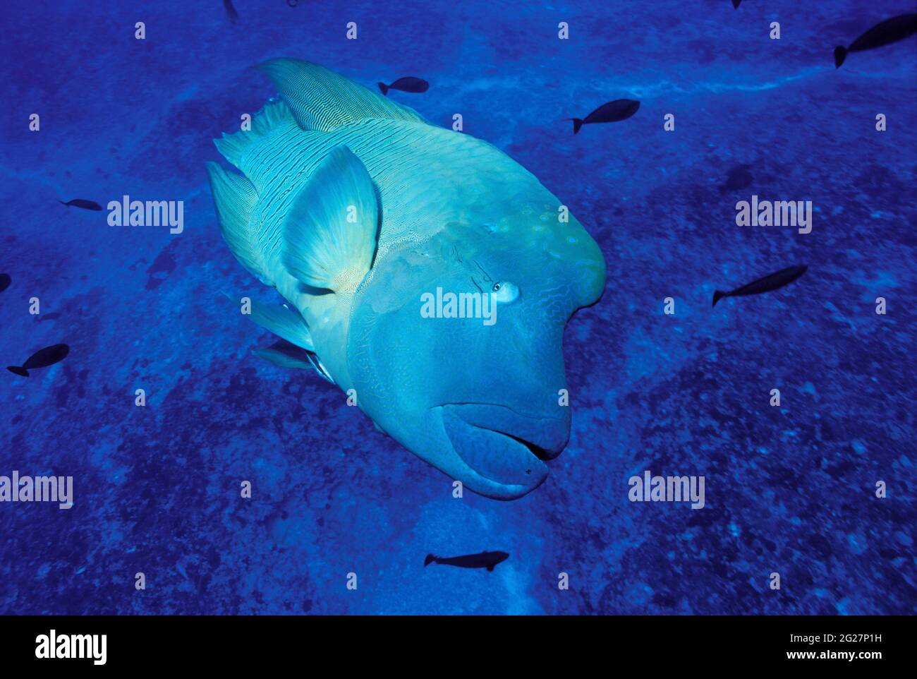 POLYNÉSIE FRANÇAISE. ÎLES TOAMOTU. L'ATOLL RANGIROA. GROS PLAN D'UN POISSON NAPOLÉON DANS LE CANAL ENTRE TIPUTA ET RANGIROA Banque D'Images