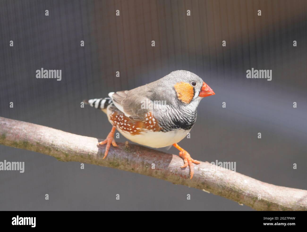 Petit zébra finch se trouve sur une branche. Gros plan d'un oiseau. Taeniopygia guttata Banque D'Images