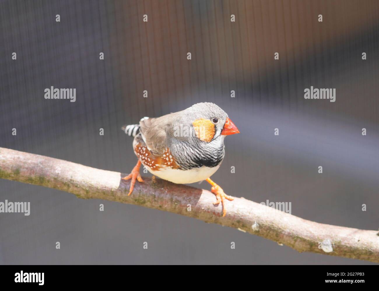 Petit zébra finch se trouve sur une branche. Gros plan d'un oiseau. Taeniopygia guttata Banque D'Images