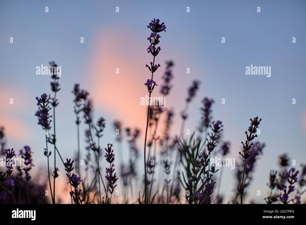 Vue d'en dessous de belles fleurs violettes fleuries dans la campagne agricole. Coucher de soleil pittoresque avec nuages roses en été sur fond. Concept de beauté de la nature, aromathérapie. Banque D'Images
