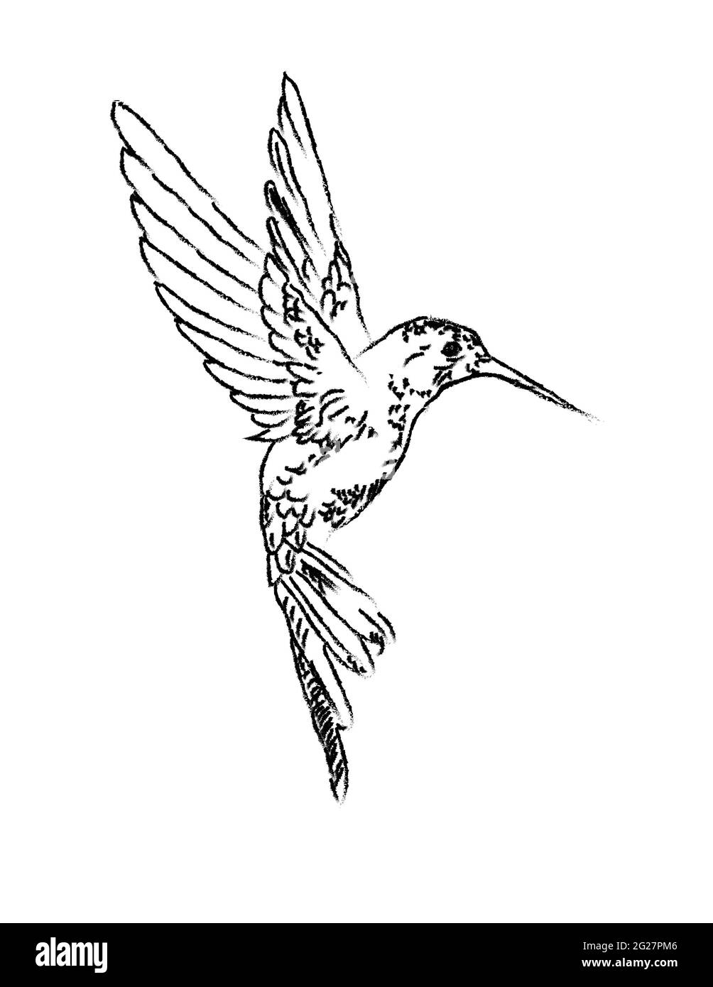 Les colibris sont des oiseaux indigènes des Amériques et constituent la famille biologique des Trochilidae. L'art Hummingbird Banque D'Images