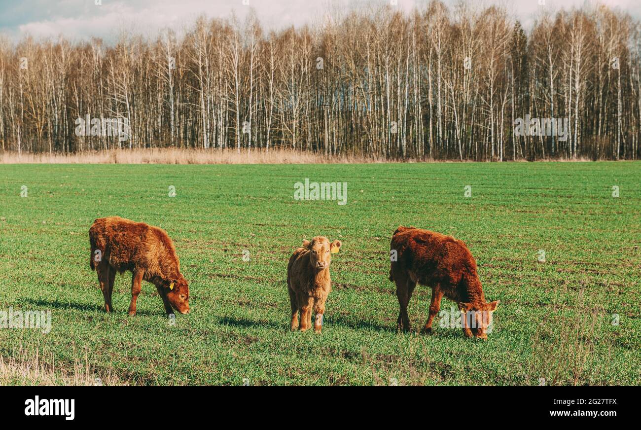 Veaux vaches paître sur UN pré vert de printemps. Promenade de bétail à Meadow en été. Alimentation de vache, vache paysanne, vaches de campagne Banque D'Images