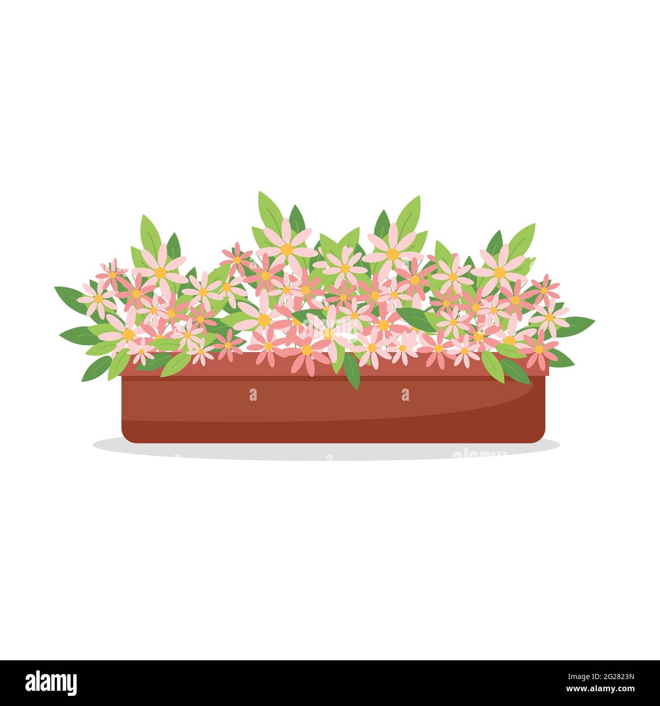 Pâquerettes roses dans une marmite, plantes de maison, fleurs roses mignons, illustration vectorielle de style plat, dessin animé Illustration de Vecteur