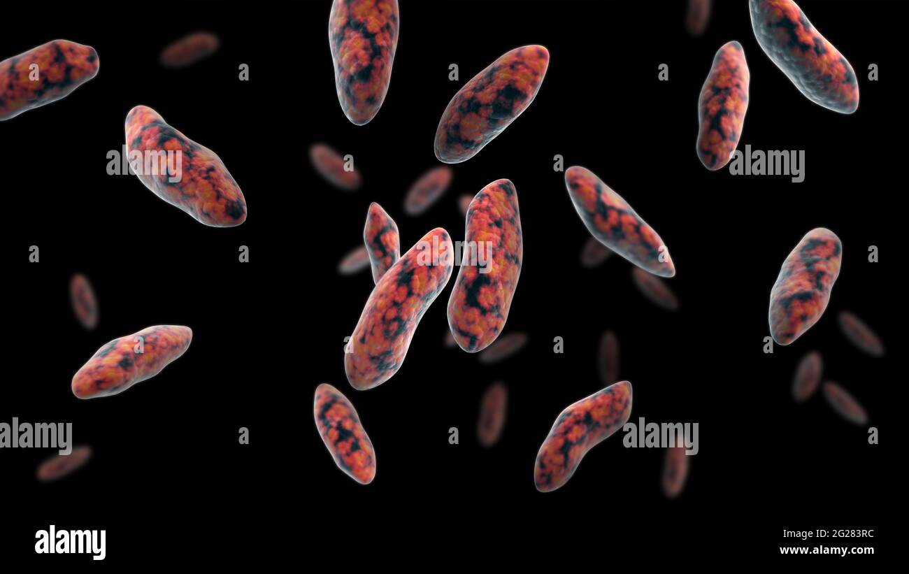 Illustration biomédicale de la brucellose, une maladie infectieuse très contagieuse. Banque D'Images Illustration biomédicale de la brucellose, une maladie infectieuse très contagieuse. Banque D'Images