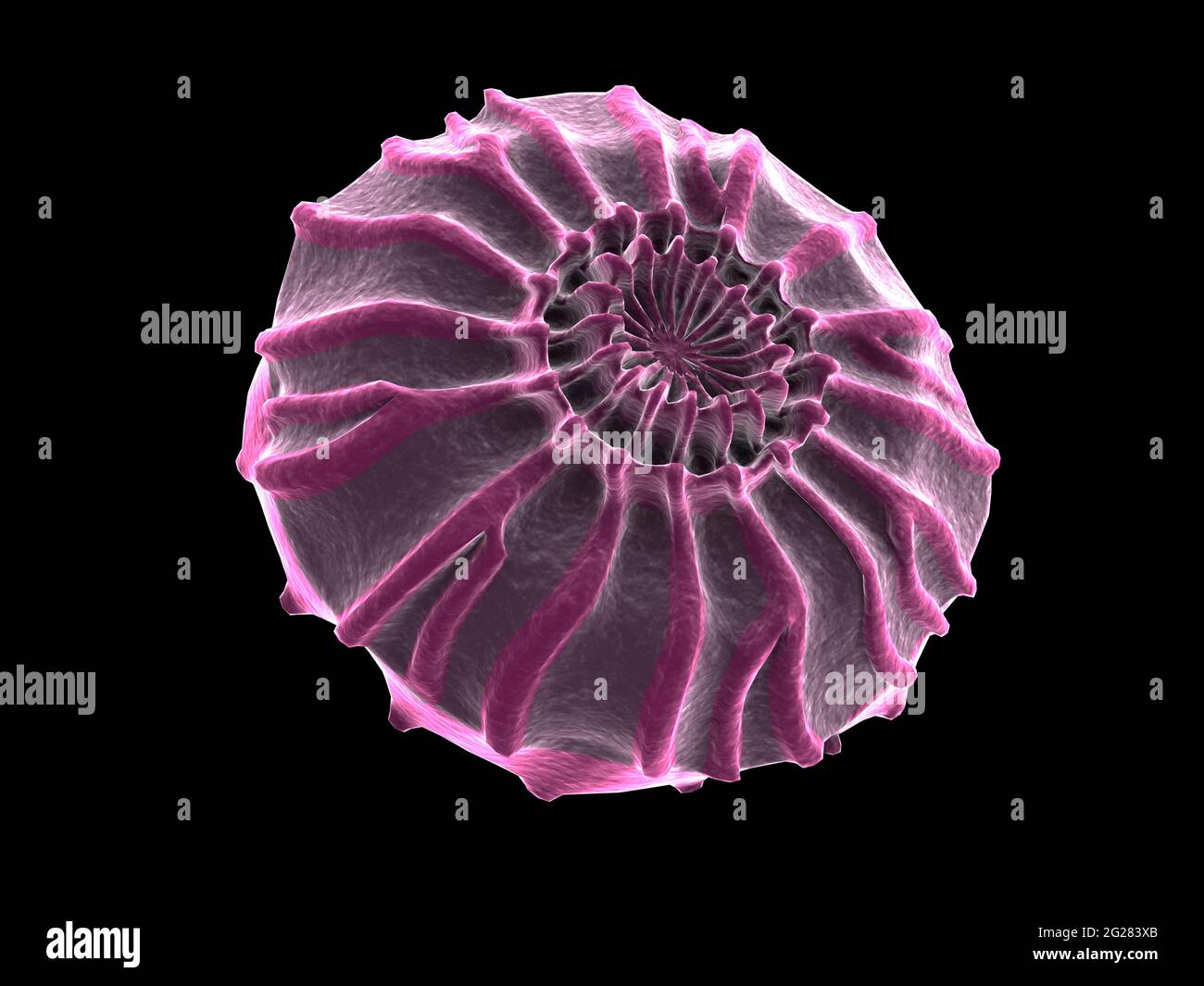 Illustration biomédicale de la bactérie Burkholderia mallei. Banque D'Images