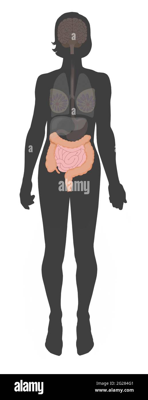 Silhouette féminine montrant les gros et les petits intestins simplifiés. Banque D'Images