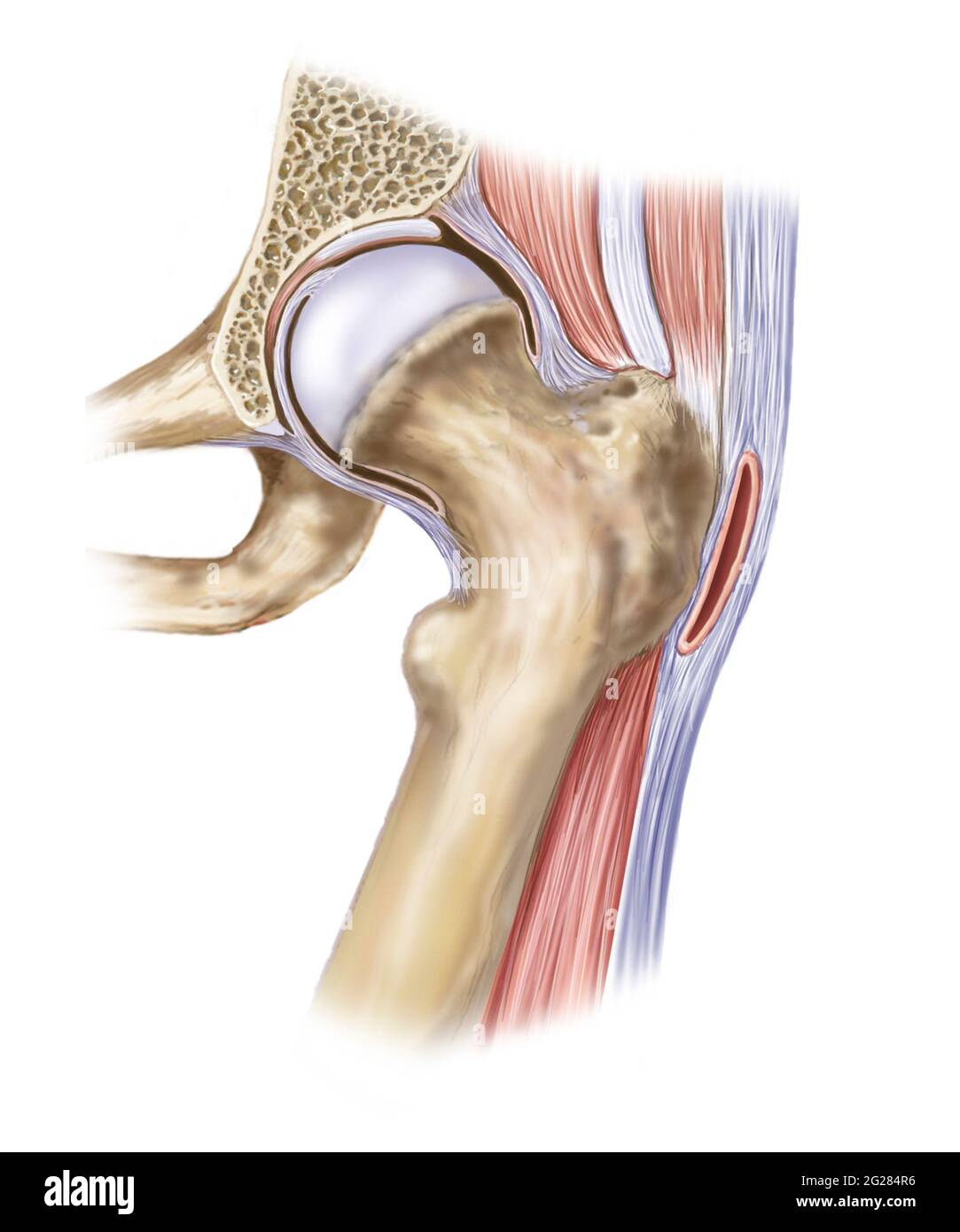 Détail des muscles et des ligaments de l'articulation de la hanche. Banque D'Images