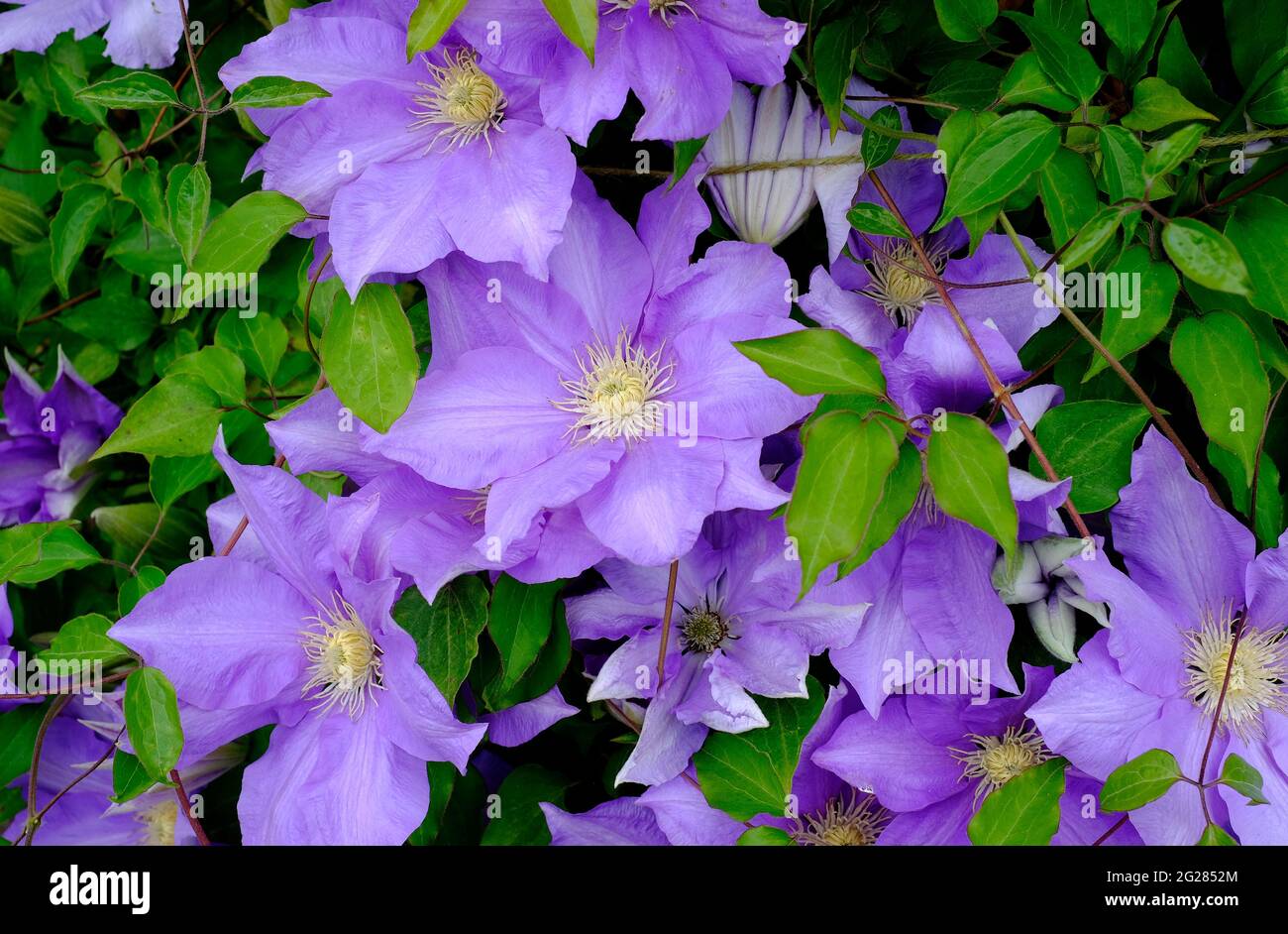 fleurs de clematis pourpres fleuries dans le jardin anglais, norfolk, angleterre Banque D'Images