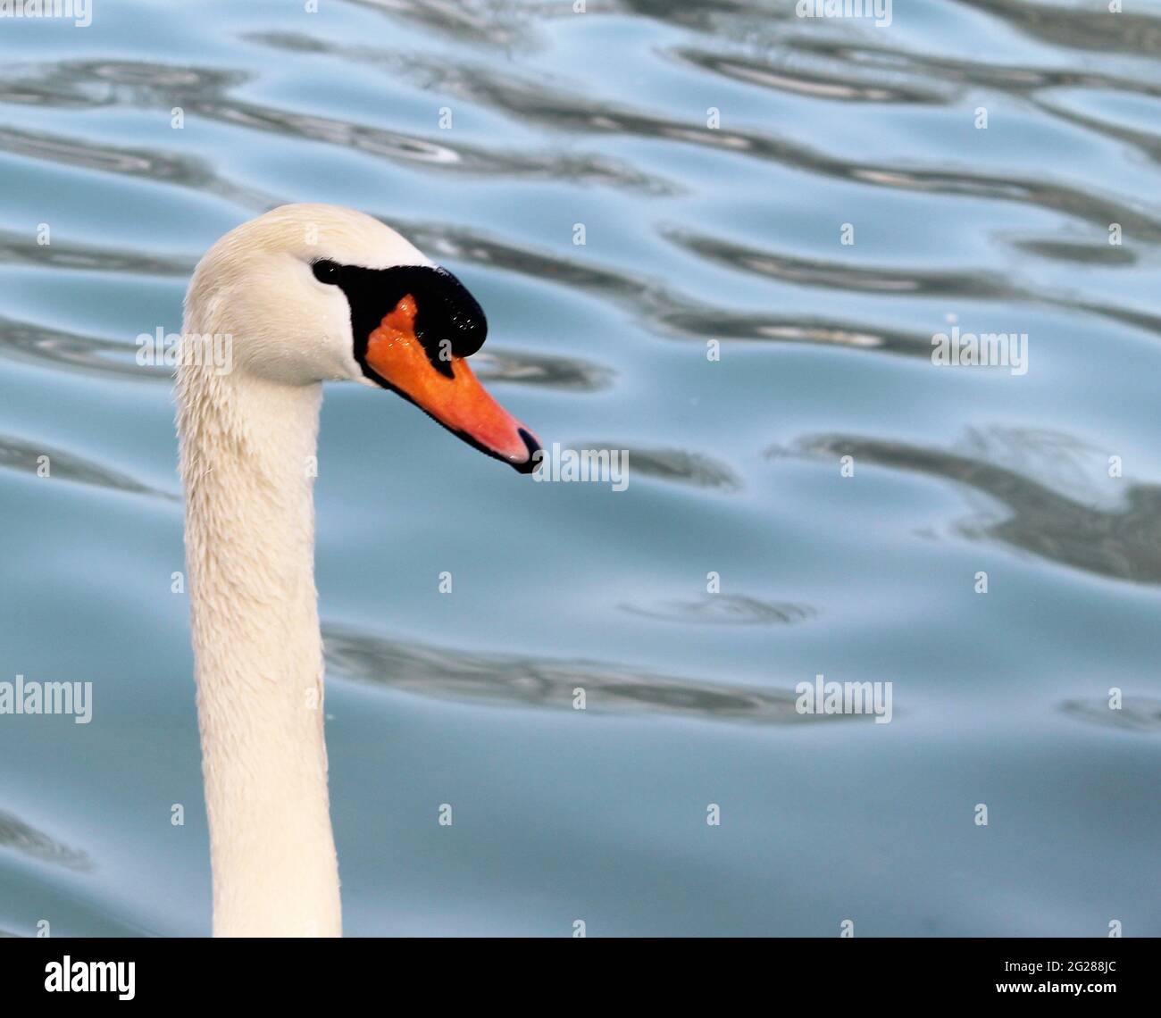 élégants cygnes noirs et blancs nageant en groupes dans la piscine et leurs maisons Banque D'Images