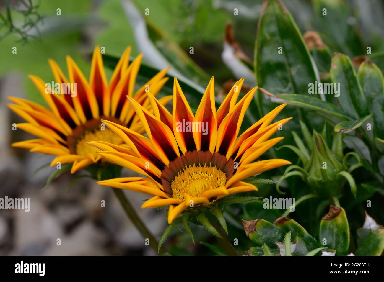 Gazania Dayberak Red Stripe Treasure Flower Red Stripe fleurs fleuries Banque D'Images