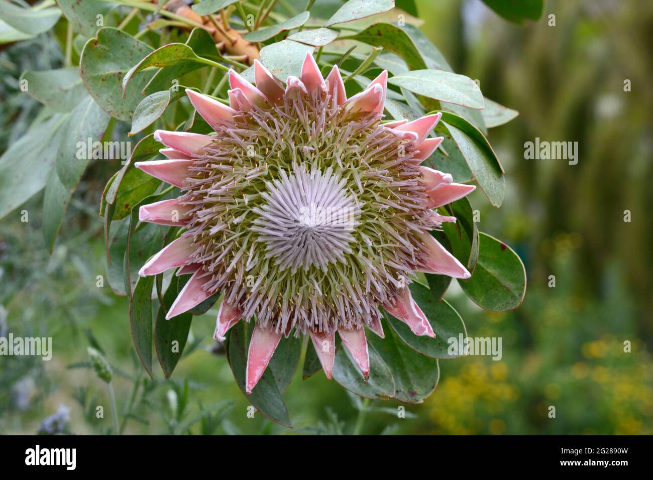 Floraison du King Protea dans le Grand Glasshouse National Botanical Garden of Wales Llanarthney Carmarthenshire Wales UK Banque D'Images