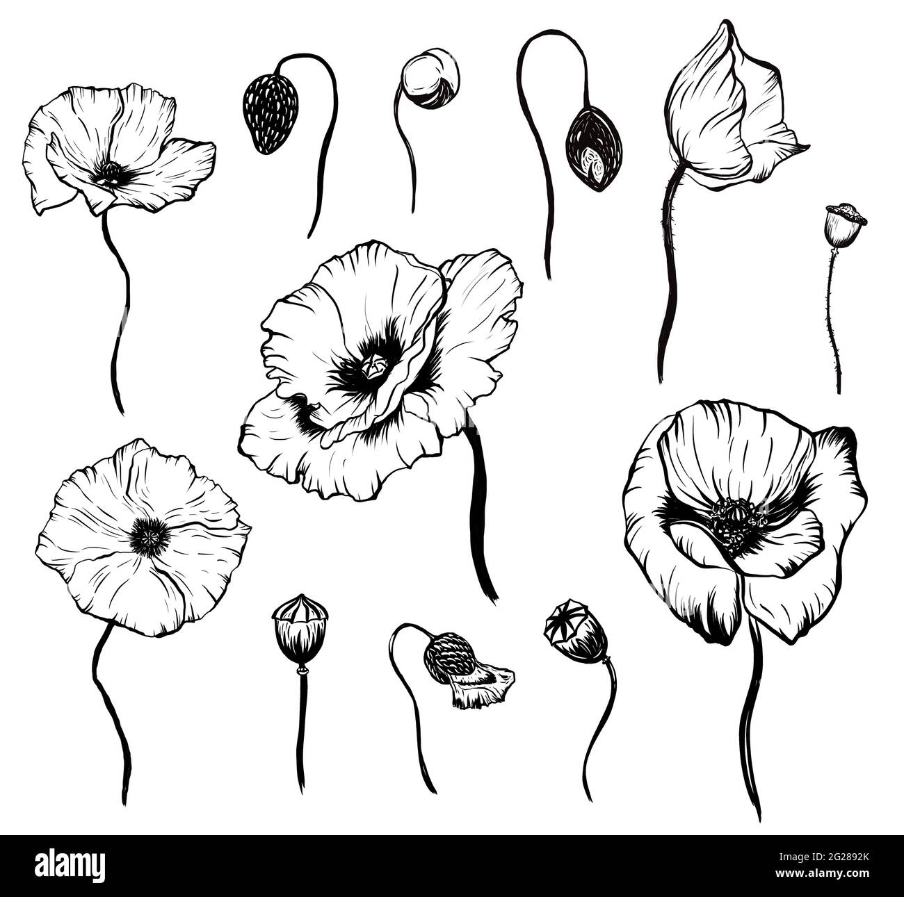 Tatouage Coquelicot Noir Et Blanc Tatouage de pavot noir Banque d'images détourées - Alamy