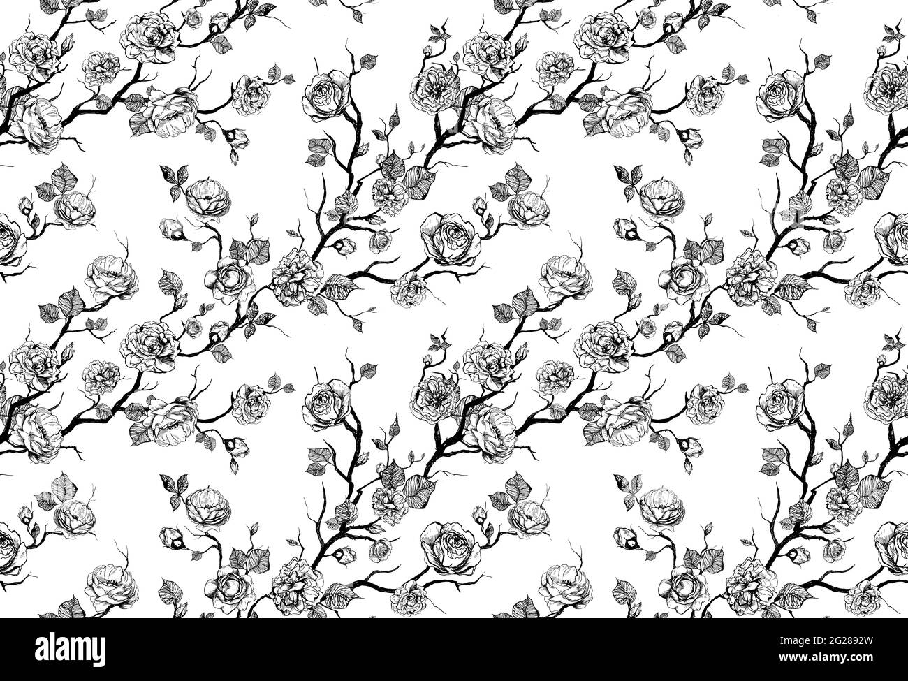 Motif floral dessiné à la main avec roses et feuilles sur fond blanc Banque D'Images