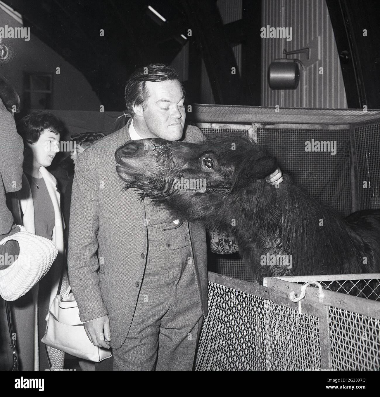 Années 1960, histoire, homme bien habillé dans un costume à carreaux de trois pièces mettant son menton sur la tête d'un petit cheval, Écosse, Royaume-Uni. Bill Tennent était une personnalité de premier plan dans les premières années de la télévision écossaise. Acteur de l'Académie royale écossaise de musique et de théâtre, dans les années 60, il a été le premier récipiendaire de la personnalité de l'année de la STV. Il était toujours prêt à tourner la main vers tout, y compris la religion, l'éducation, les documentaires et les reportages de l'étranger. Plusieurs salons de discussion ont été construits autour de lui, y compris le Bill Tennent Show et Time Out avec Tennent. Banque D'Images