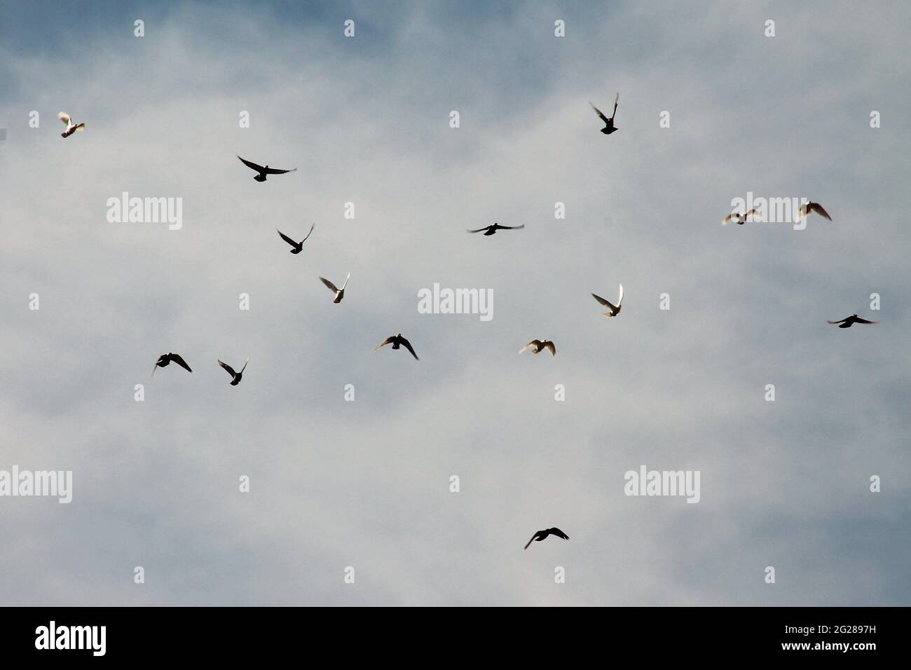 oiseaux libres volant dans le ciel bleu Banque D'Images oiseaux libres volant dans le ciel bleu Banque D'Images