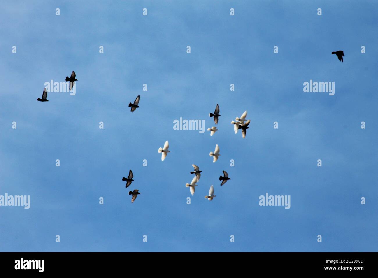 oiseaux libres volant dans le ciel bleu Banque D'Images oiseaux libres volant dans le ciel bleu Banque D'Images