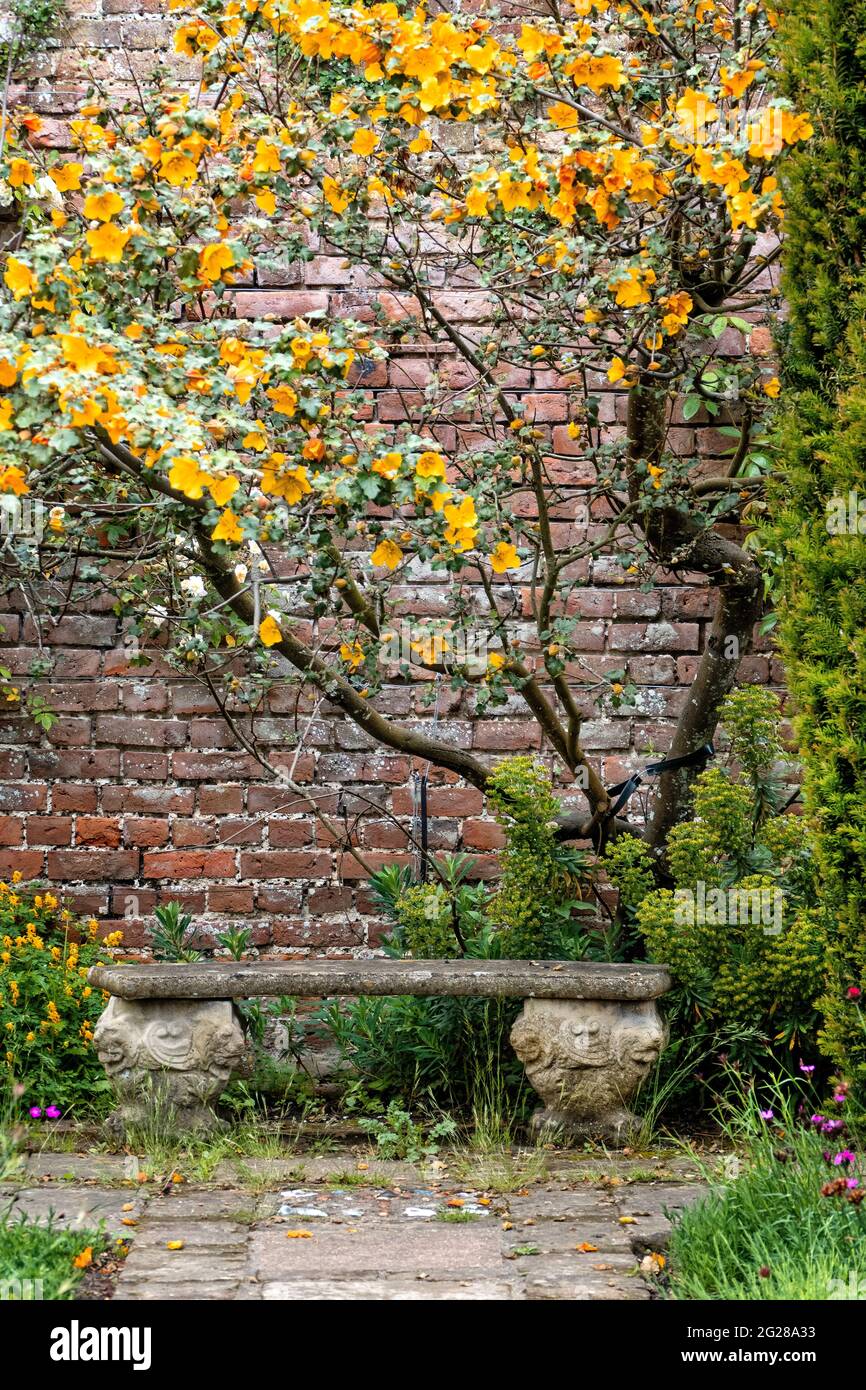 Banc de jardin en pierre sous un arbuste à fleurs jaunes. Banque D'Images