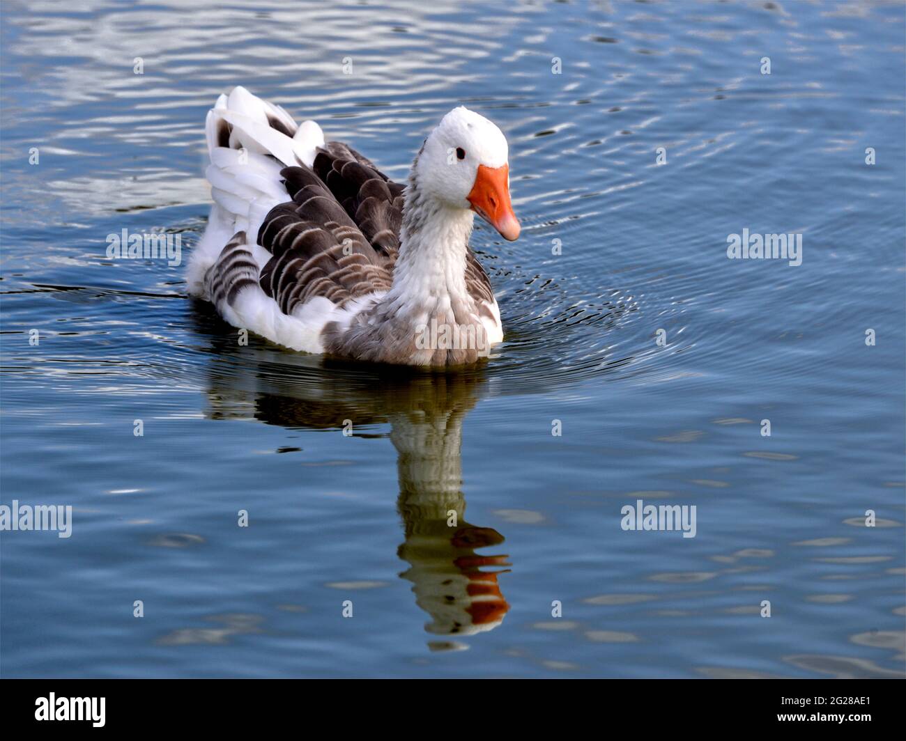 White et Brown (Anser anser domesticus) sur l'eau Banque D'Images