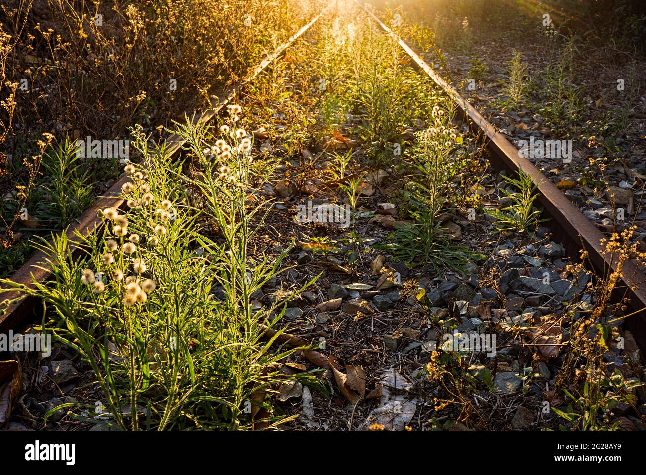 Coucher de soleil d'or le long d'une ligne de chemin de fer désuet et rouillée avec de jolies mauvaises herbes florissantes qui grandissent le long de cette ligne et qui se revendiquent pour la nature dans le Queensland, en Australie Banque D'Images
