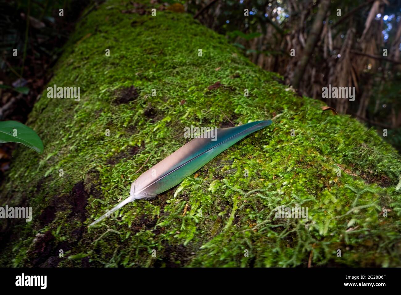 Une plume de vol vert vif provenant d'une colombe émeraude est tombée sur une bûche de mousse dans la forêt tropicale humide d'Eungella, dans le nord du Queensland, en Australie Banque D'Images