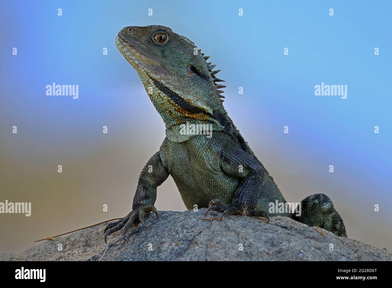 Le dragon de l'eau du Gippsland se prélasse sur le rocher Banque D'Images