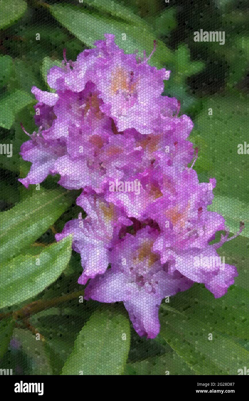 Grande mosaïque de fleurs violettes. Belle mosaïque d'art des fleurs de  Rhododendron, violet pâle, oeuvre d'art des fleurs de Rhododendron Photo  Stock - Alamy