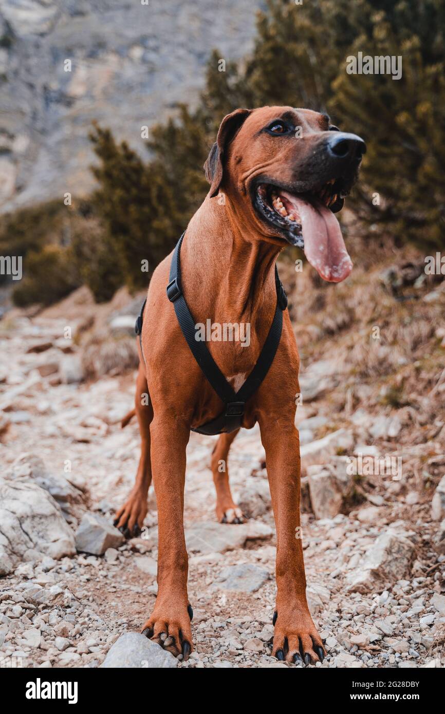 Ridbacback de Rhodésien avec un manteau brun/doré dans les alpes autrichiennes (Vilsalpsee). Forrest, rochers et montagne. Le nez noir et les yeux bruns rendent le chien mignon Banque D'Images