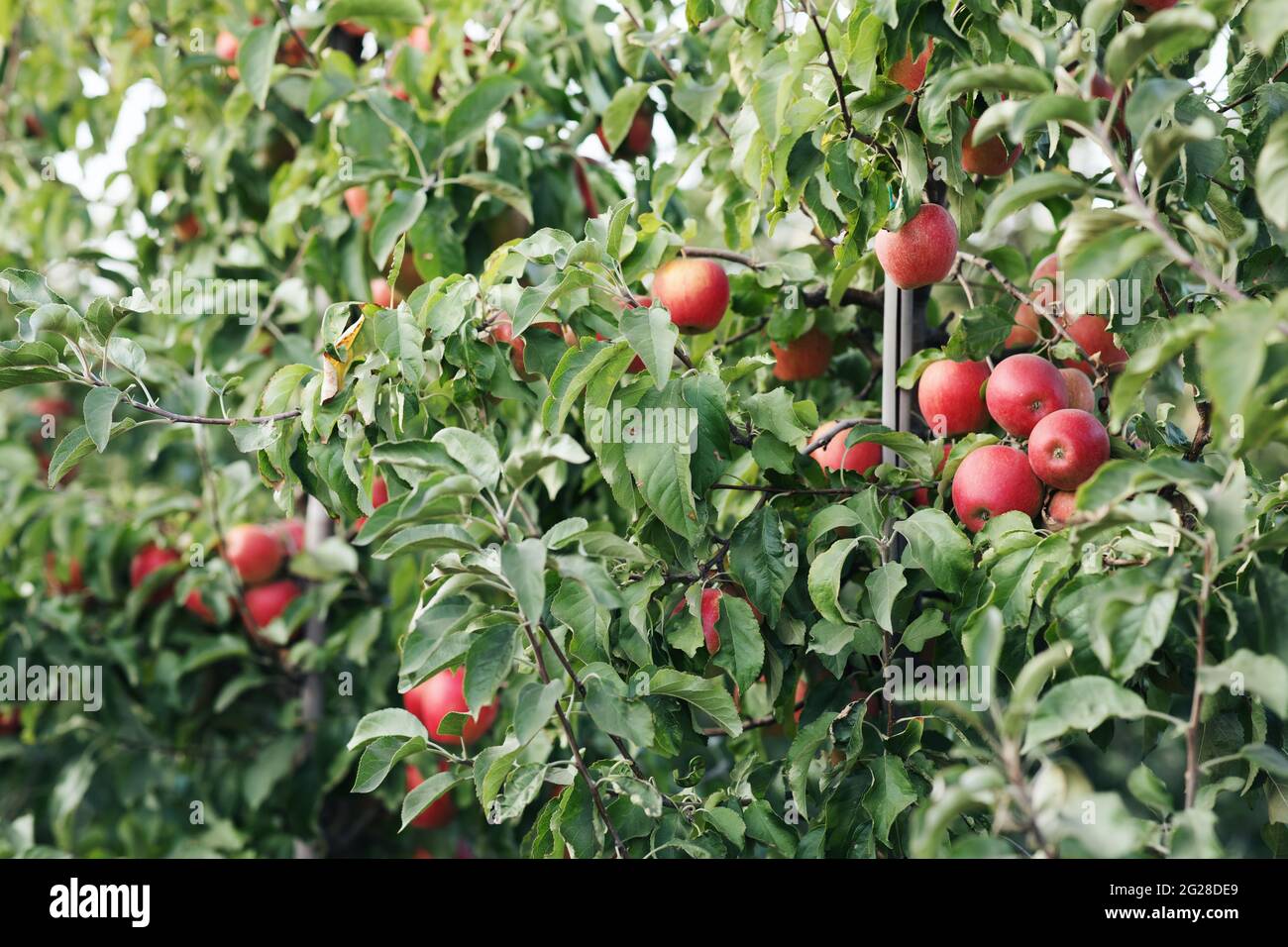 Les pommes rouges mûres sur les branches de pommier dans le jardin sont prêtes pour la récolte Banque D'Images