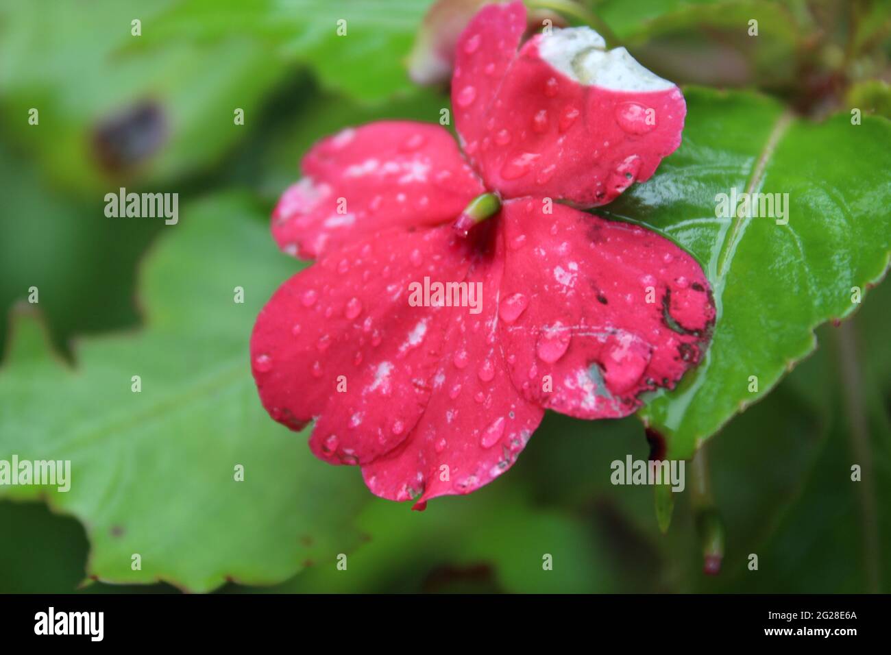 Fleur rose vif : lizzy occupé (Balsaminaceae) Impatiens walleriana Hook.F. Banque D'Images