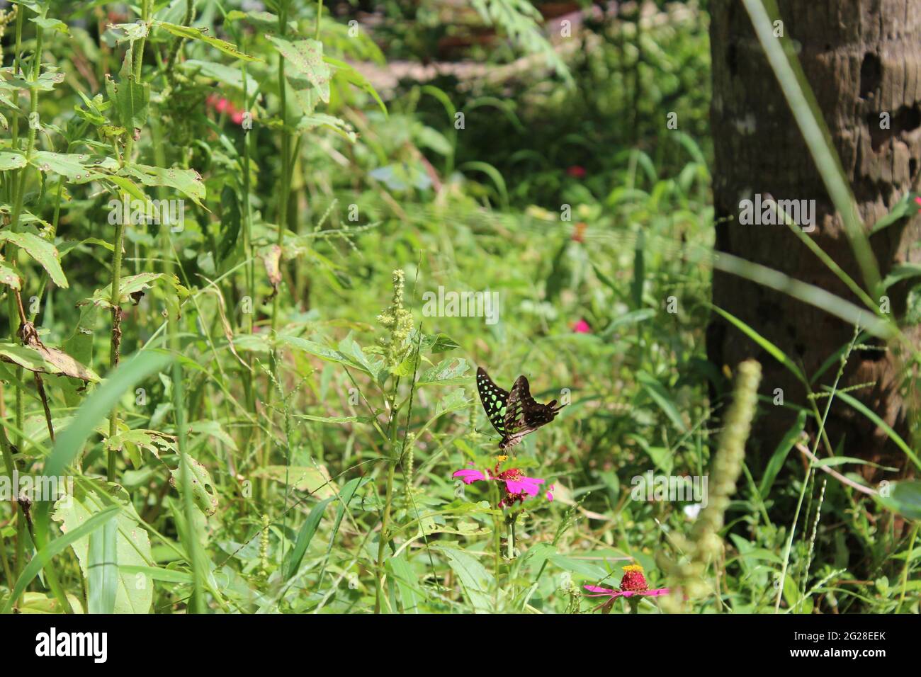 Papillons collectant le nectar et le miel des fleurs Banque D'Images