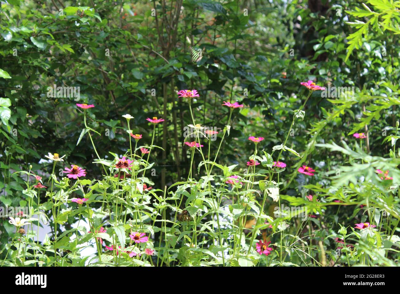 Fleurs roses en fleurs - Zinnia peruviana L (Compositae), zinnia péruvienne, Zinnia elegans L, Dahlia zinnia, Zinnia haageana Regel, zinnia mexicaine Banque D'Images