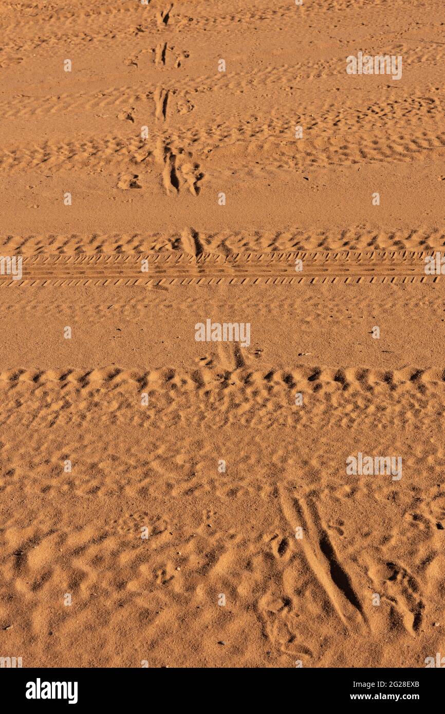 Des imprimés de kangourou et des traces de pneus de voitures sur une route non scellée avec de la poussière de taureau profonde donnent l'histoire de tout ce qui a passé dans l'Outback du Queensland, en Australie. Banque D'Images