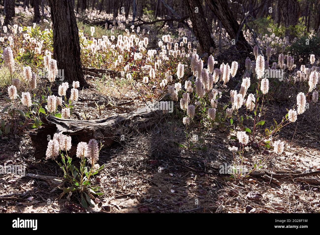 La glade de Bush recouverte de fleurs sauvages de mulla mulla (Ptilotus Exaltatus), rose indigène, dans l'Outback du Queensland, parmi les gommiers et les branches tombées. Banque D'Images