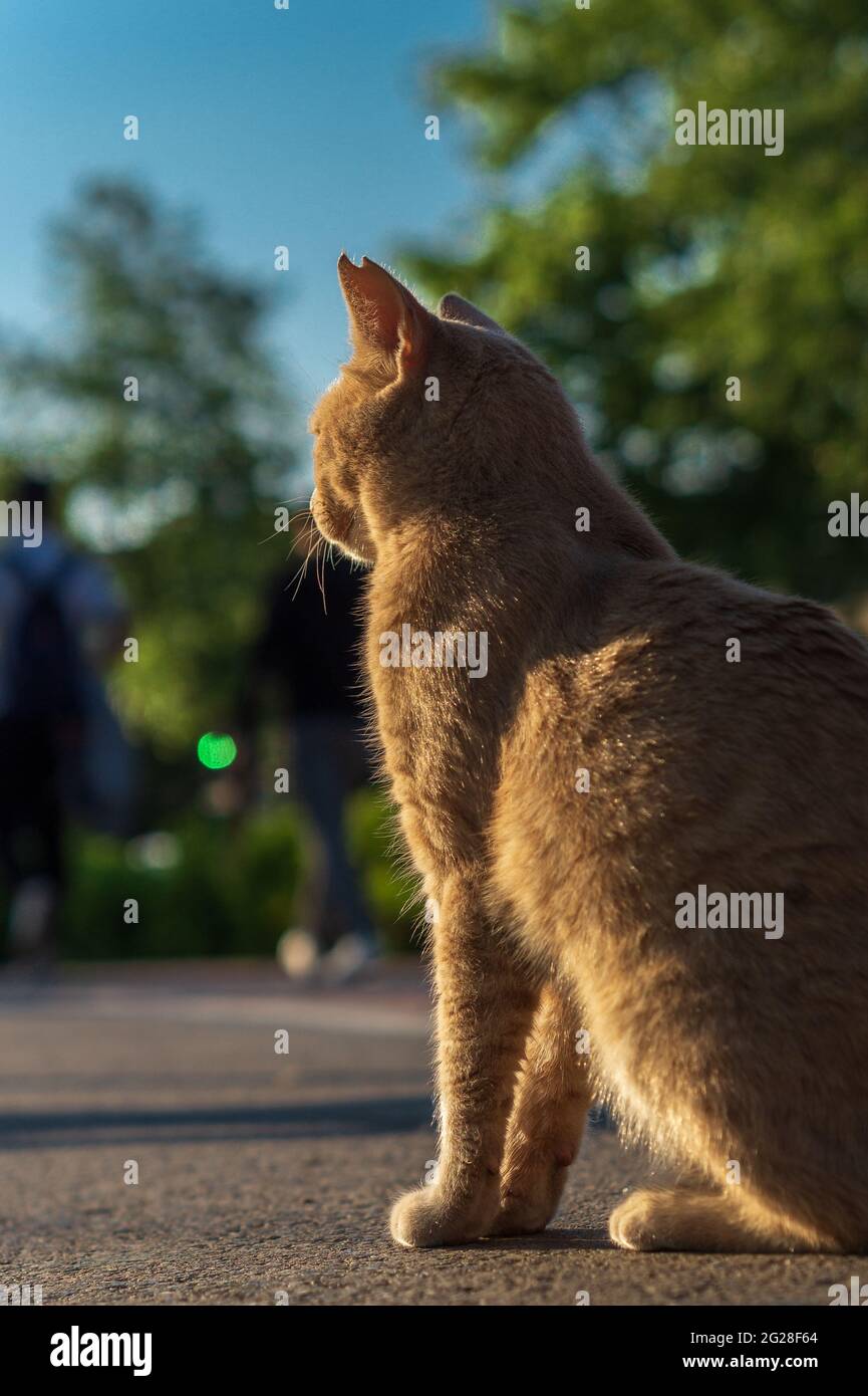 Cliché vertical d'un chat de shorthair américain au gingembre Banque D'Images