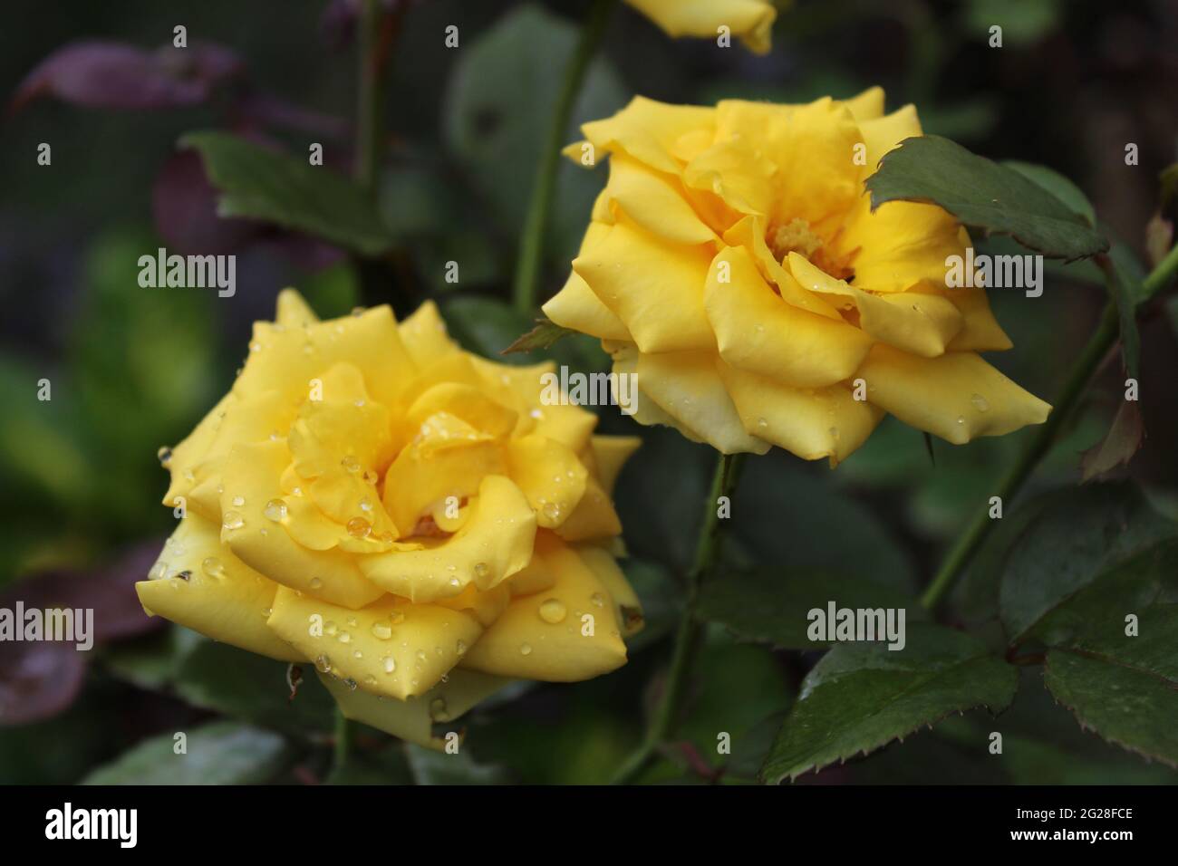 Deux fleurs de rose jaune vif : la rose de Chine (Rosaceae) Rosa chinensis Jacq. Genre: Rosa Banque D'Images