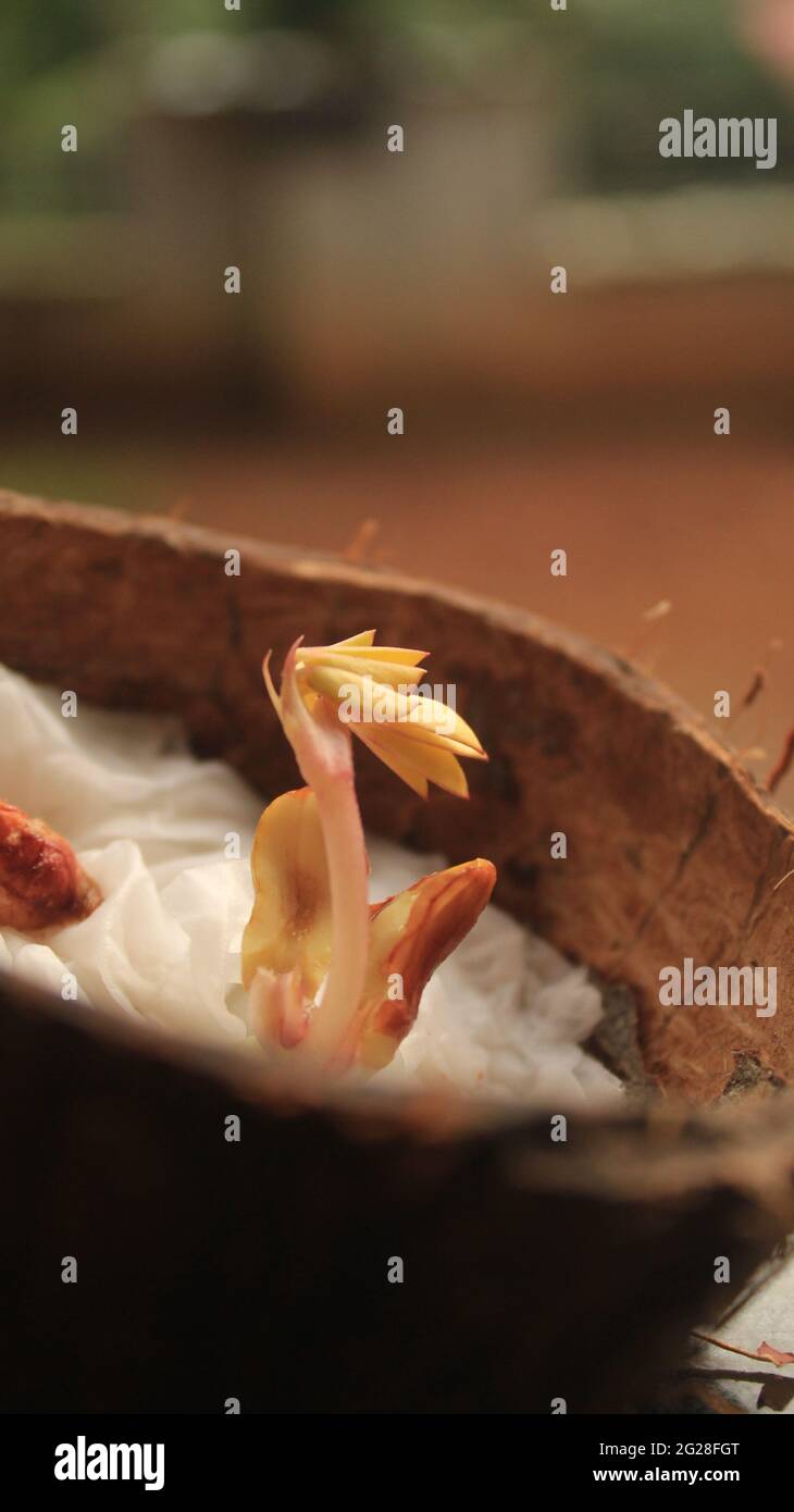 Petite plante d'arachides poussant à partir de graines de cacahuète Split Open montrant le cotylédon, plumule, radicule. Culture dans la noix de coco Shell par l'agriculture biologique Banque D'Images