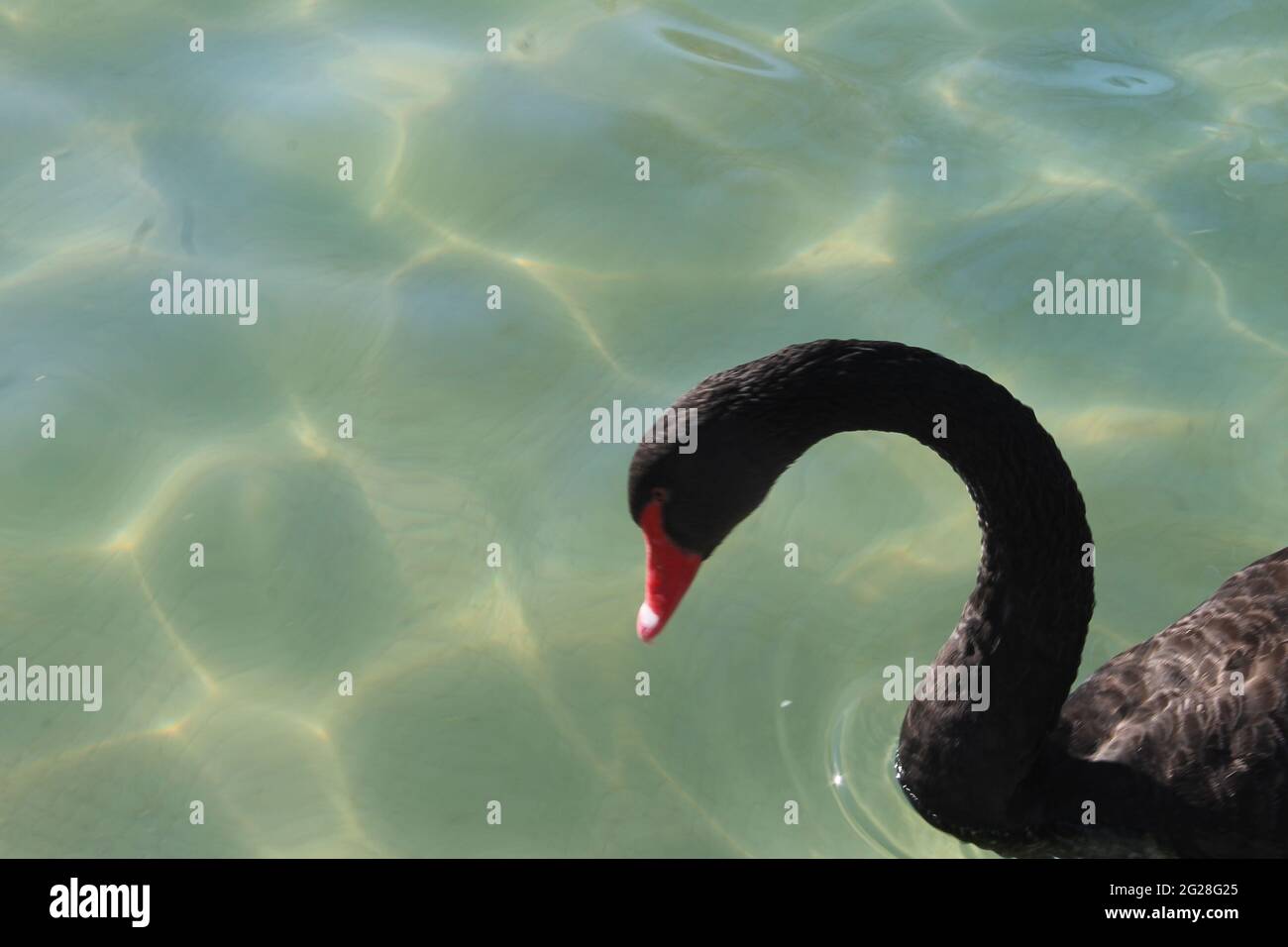 portraits de cygnes noirs muets nageant dans la piscine Banque D'Images
