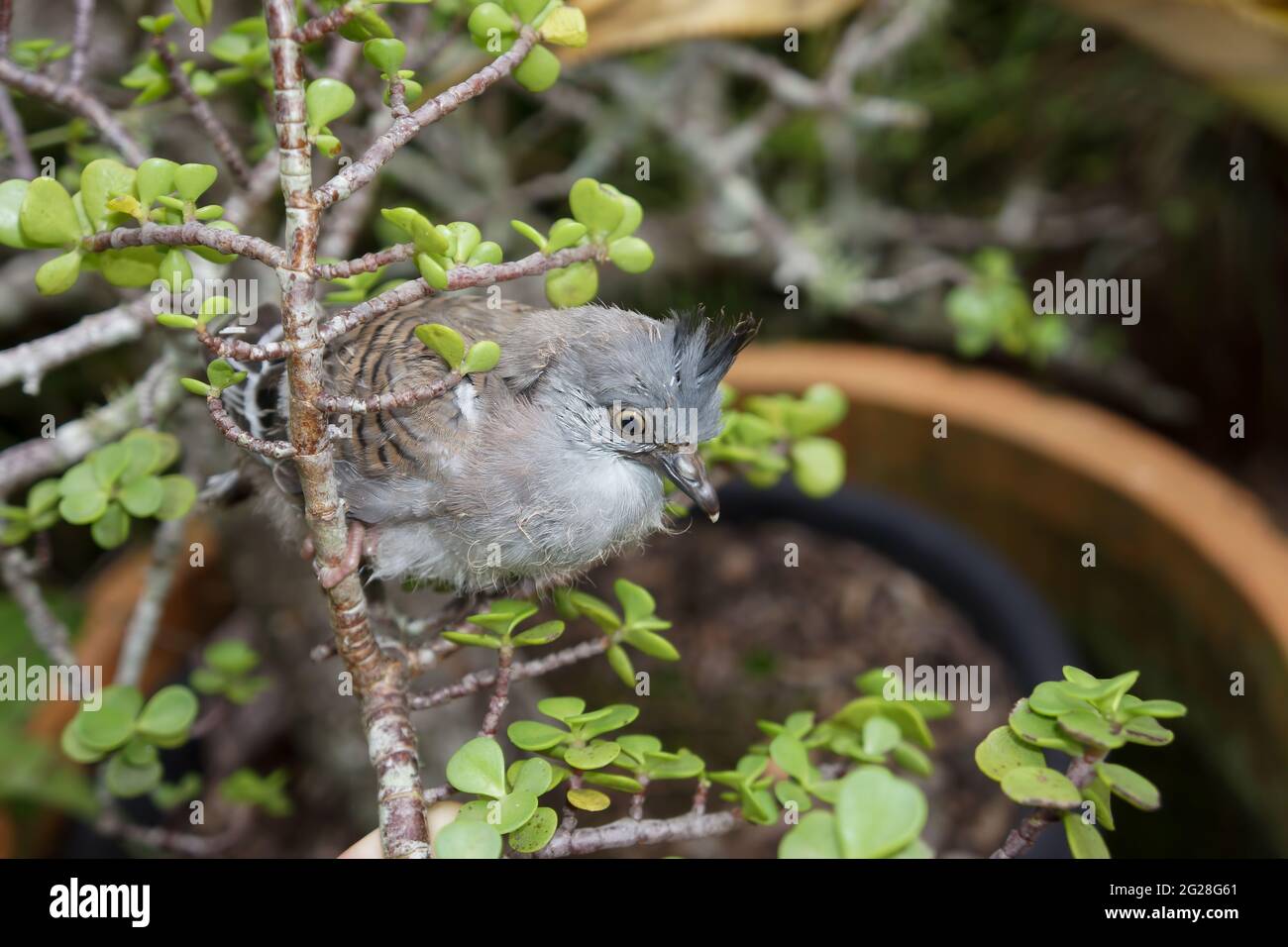 Un pigeon à crête australien naissant (Ocyphaps lophotes), également connu sous le nom de pigeon à nœud haut, a atterri lors de son premier vol dans un brousse de jade Banque D'Images