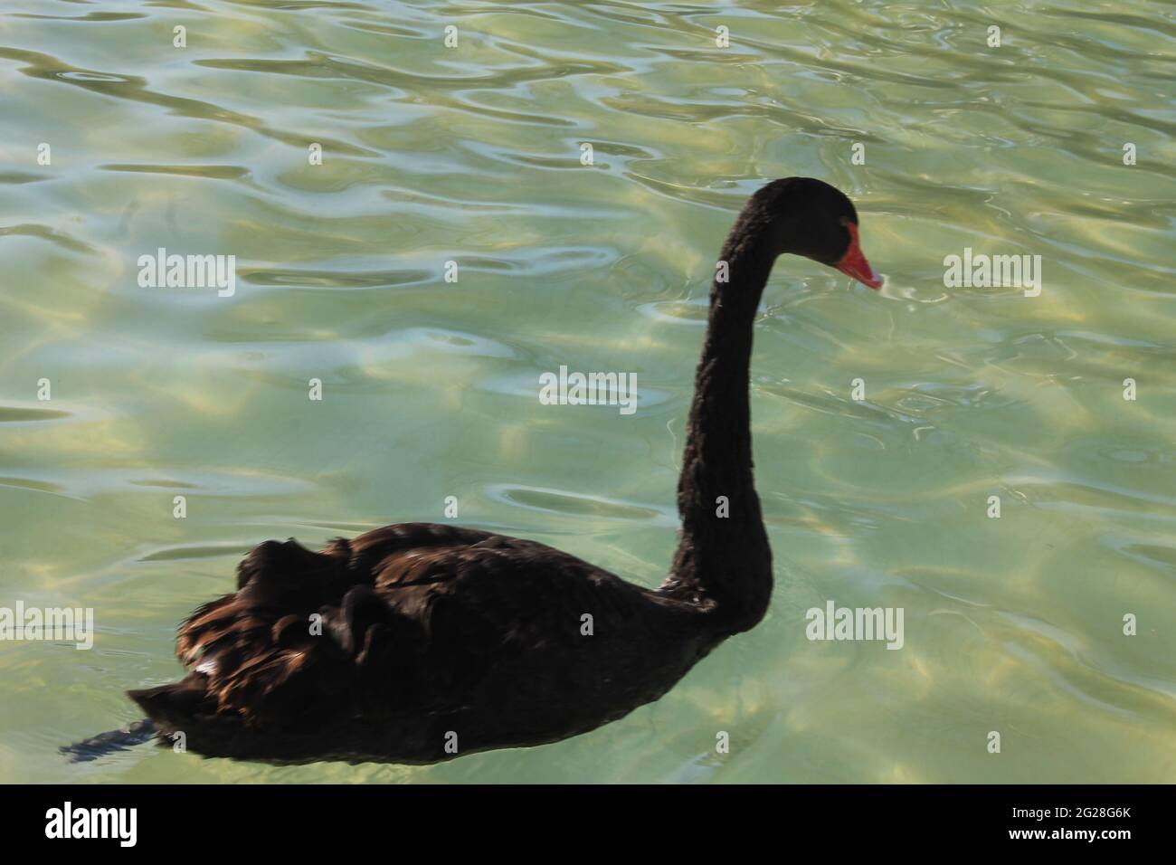 portraits de cygnes noirs muets nageant dans la piscine Banque D'Images