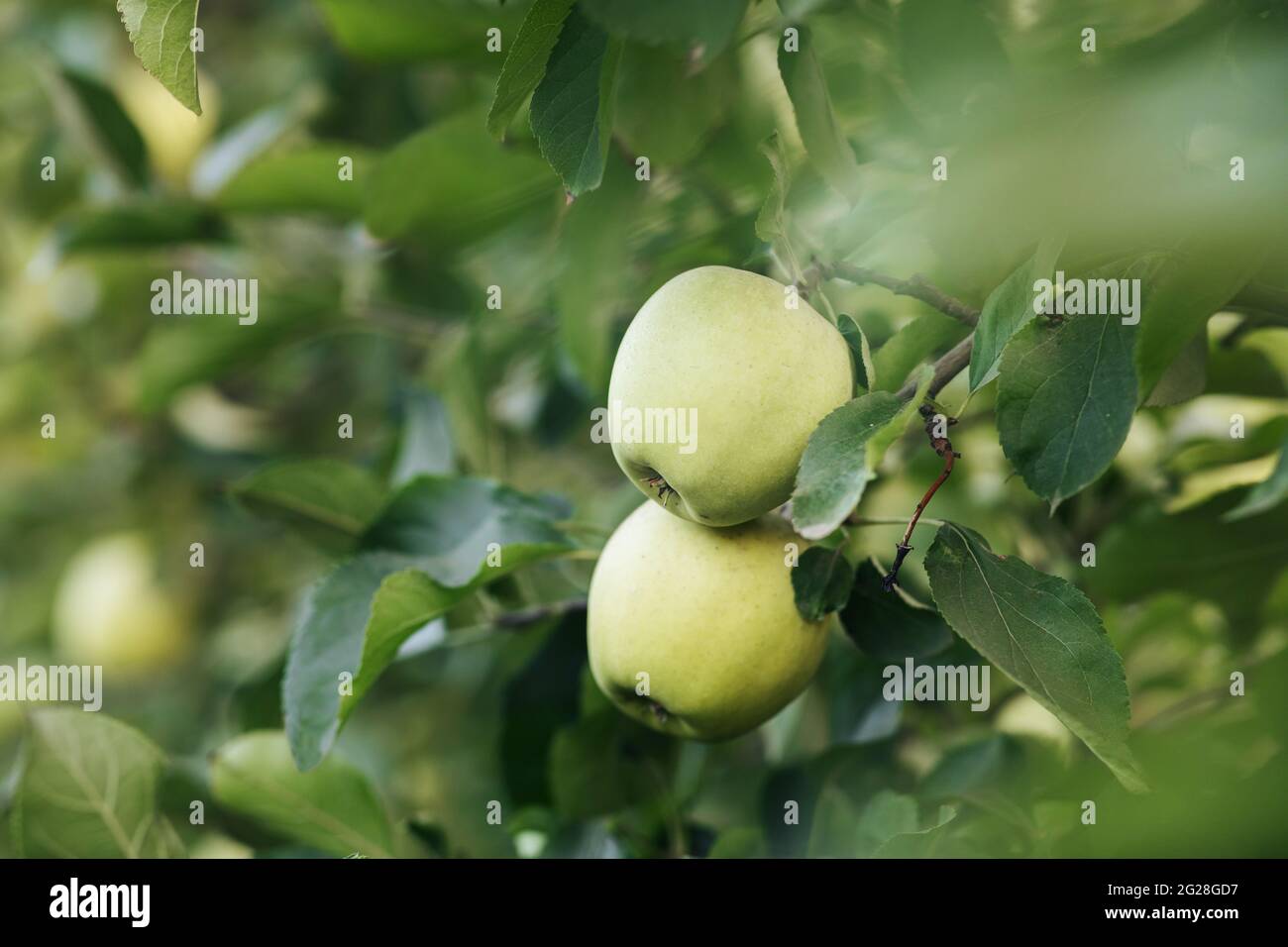 Jardin écologique, agriculture biologique en été. Saison de récolte pour la production et la vente de fruits délicieux Banque D'Images