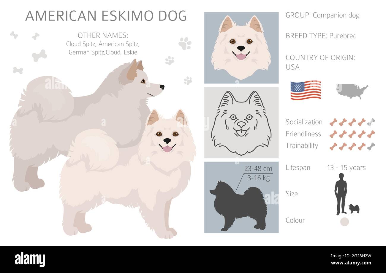 American Eskimo Banque D Images Vectorielles Alamy