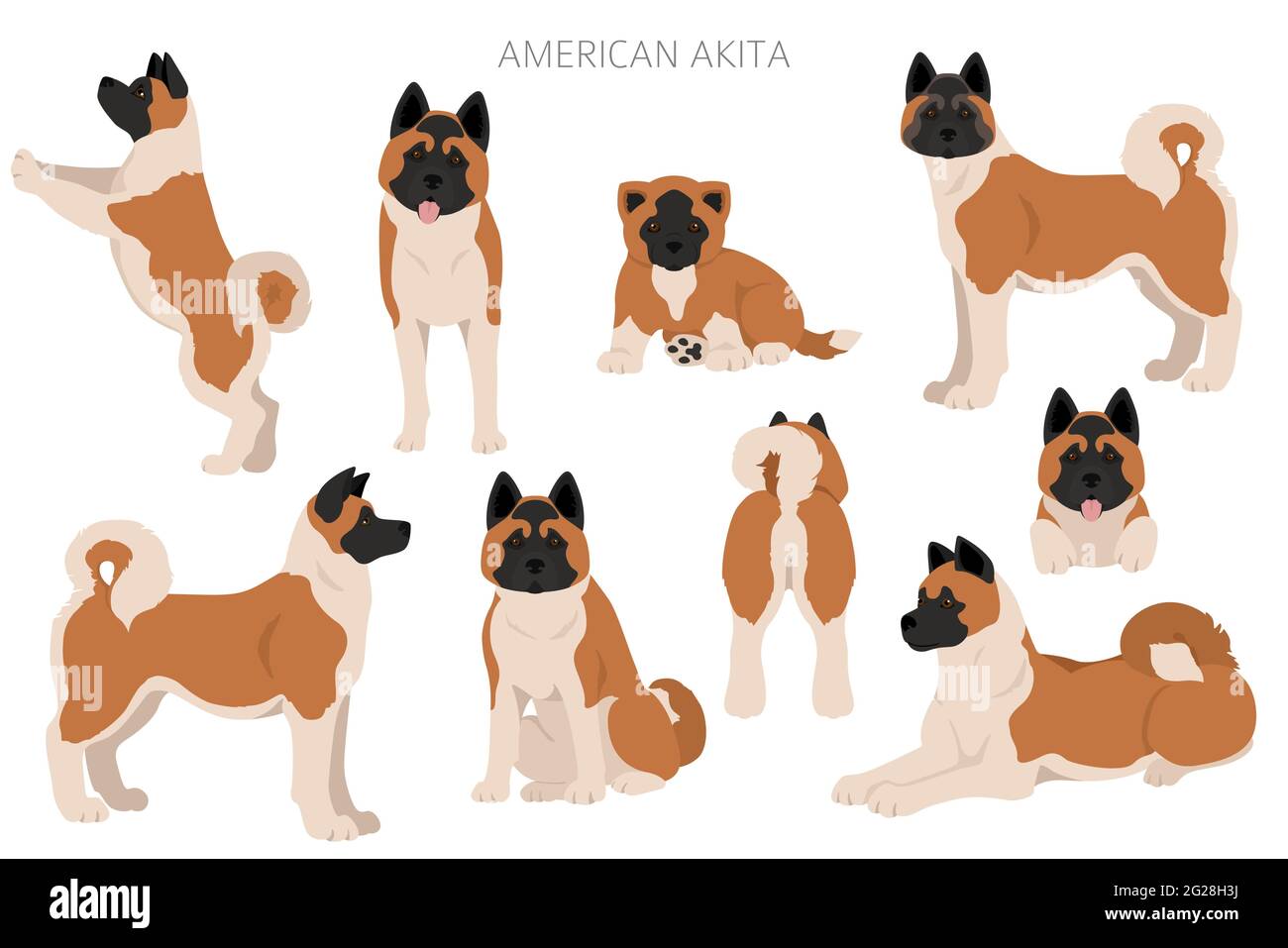 American akita toutes les couleurs clipart. Différentes couleurs de pelage. Illustration vectorielle Illustration de Vecteur