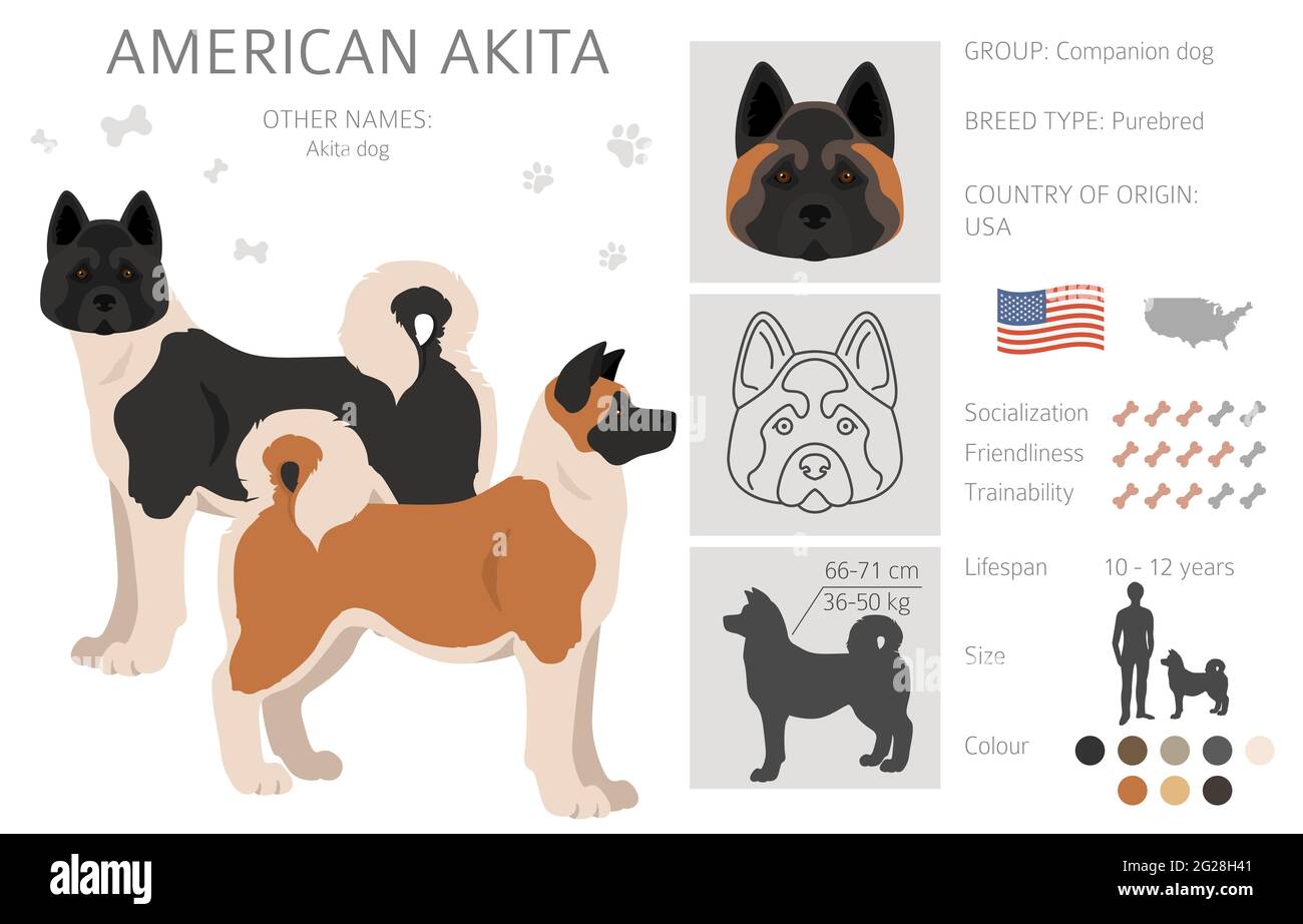 American akita toutes les couleurs clipart. Différentes couleurs de pelage. Illustration vectorielle Illustration de Vecteur