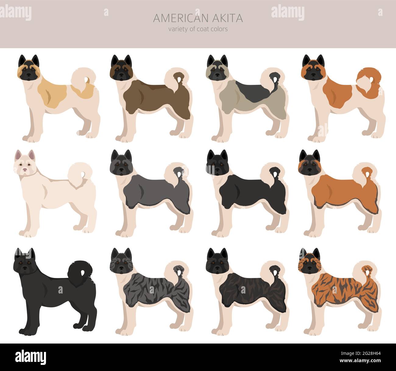 American akita toutes les couleurs clipart. Différentes couleurs de pelage. Illustration vectorielle Illustration de Vecteur