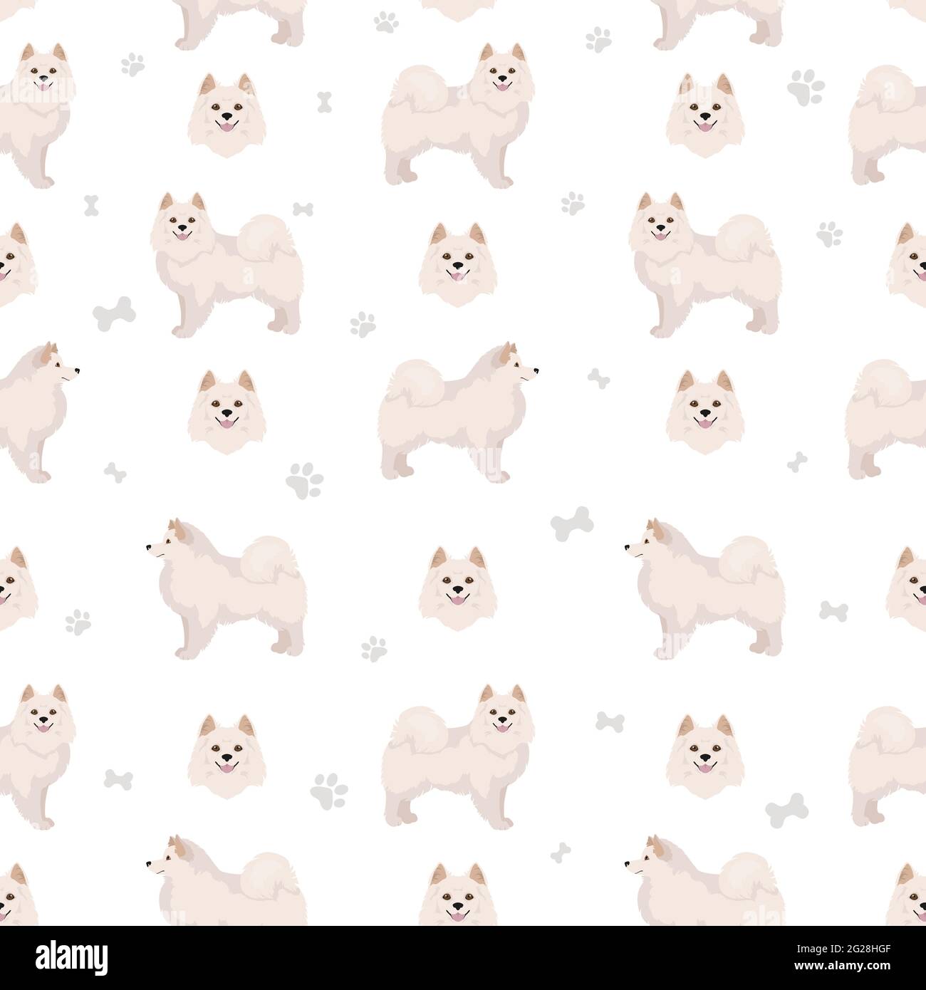 Américain eskimo chien toutes couleurs sans couture. Différentes couleurs de pelage. Illustration vectorielle Illustration de Vecteur