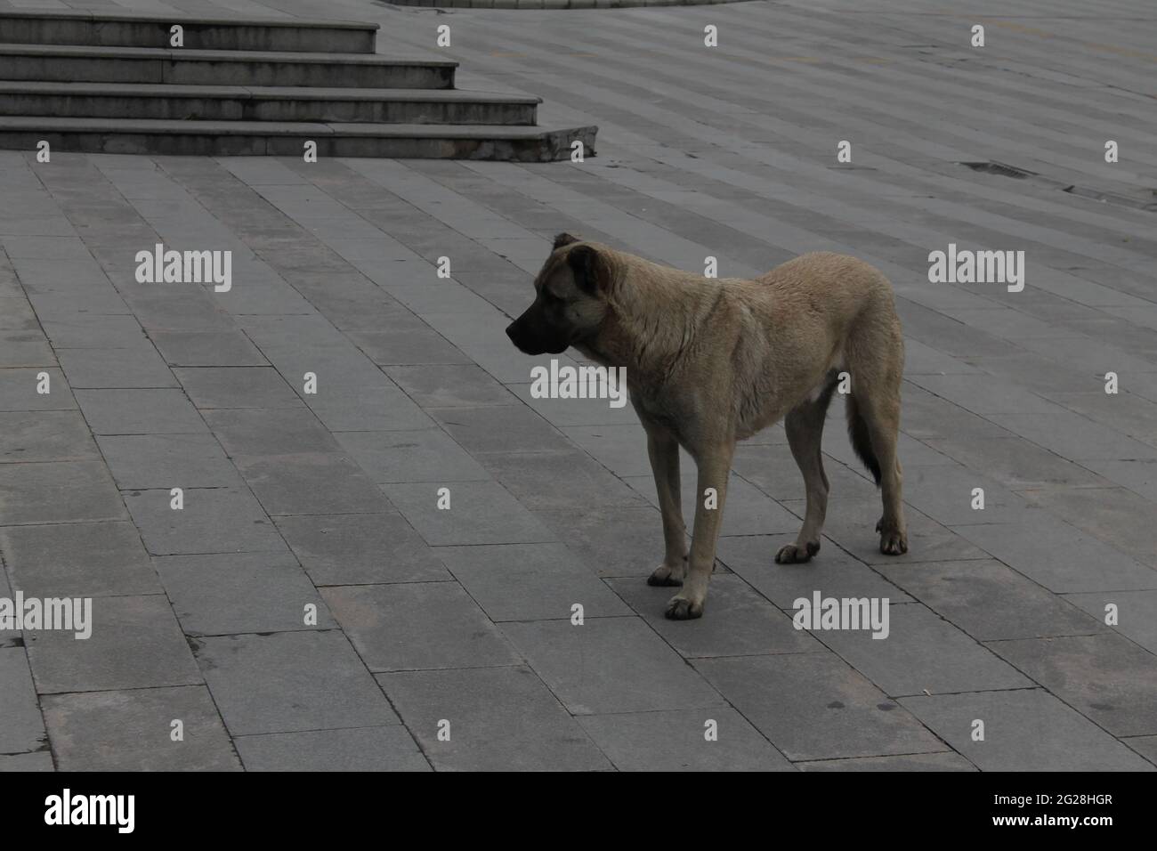 chien de berger anatolien Banque D'Images