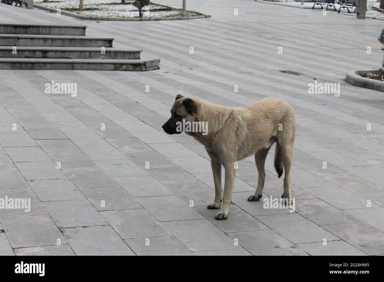 chien de berger anatolien Banque D'Images