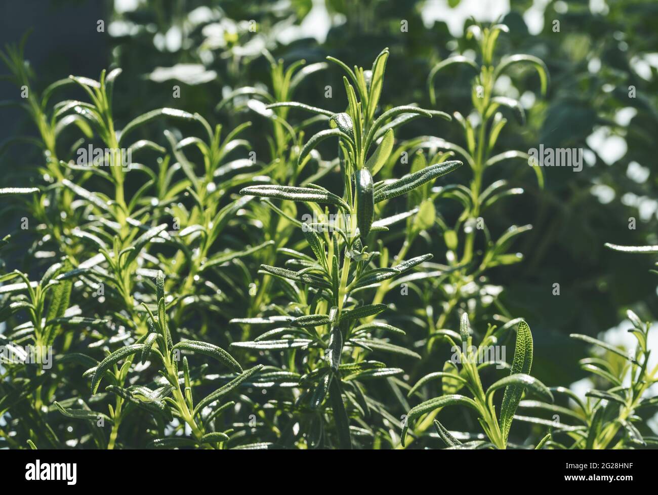 vue rapprochée de la plante de romarin dans le jardin Banque D'Images
