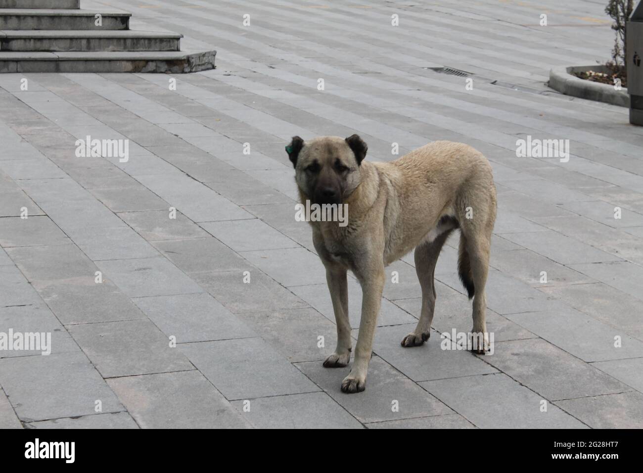 chien de berger anatolien Banque D'Images